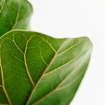 sarah-sosiak-qFT5ubimZiI-unsplash