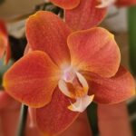 IMG_20241003_203916