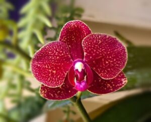 Orchid Fertiliser: 40 Best Dos And Don’ts For Healthy Orchids