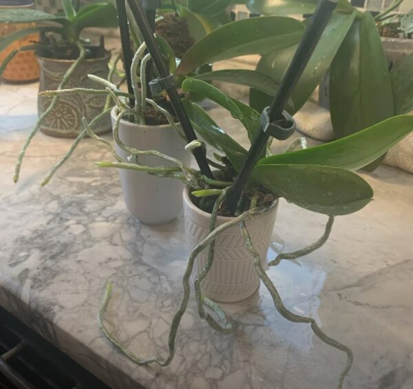 Orchids Air Roots: 10 Best Tips to Repot Orchids for Healthy Growth