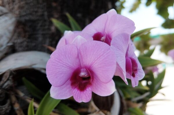 Vanda Mimi Palmer Orchids: 20 Dos and Don'ts New Gardeners Must Know
