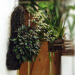 Tillandsia Ionantha: 20 Best Tips for Lush Growth