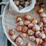 Prayer Plant Care Guide: Best 6 Growing Tips