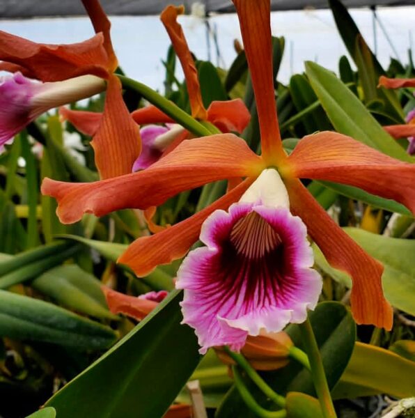 Laelia Orchid: The 21 Common Mistakes You’re Making and How to Fix Them