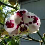 IMG_20241217_211759