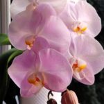 IMG_20250129_124953