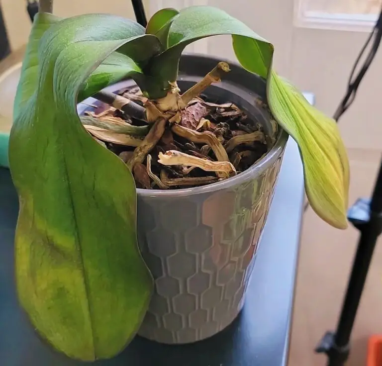 Dying Orchid ? 21 Powerful Tips to Save It (Beginner’s Ultimate Guide)