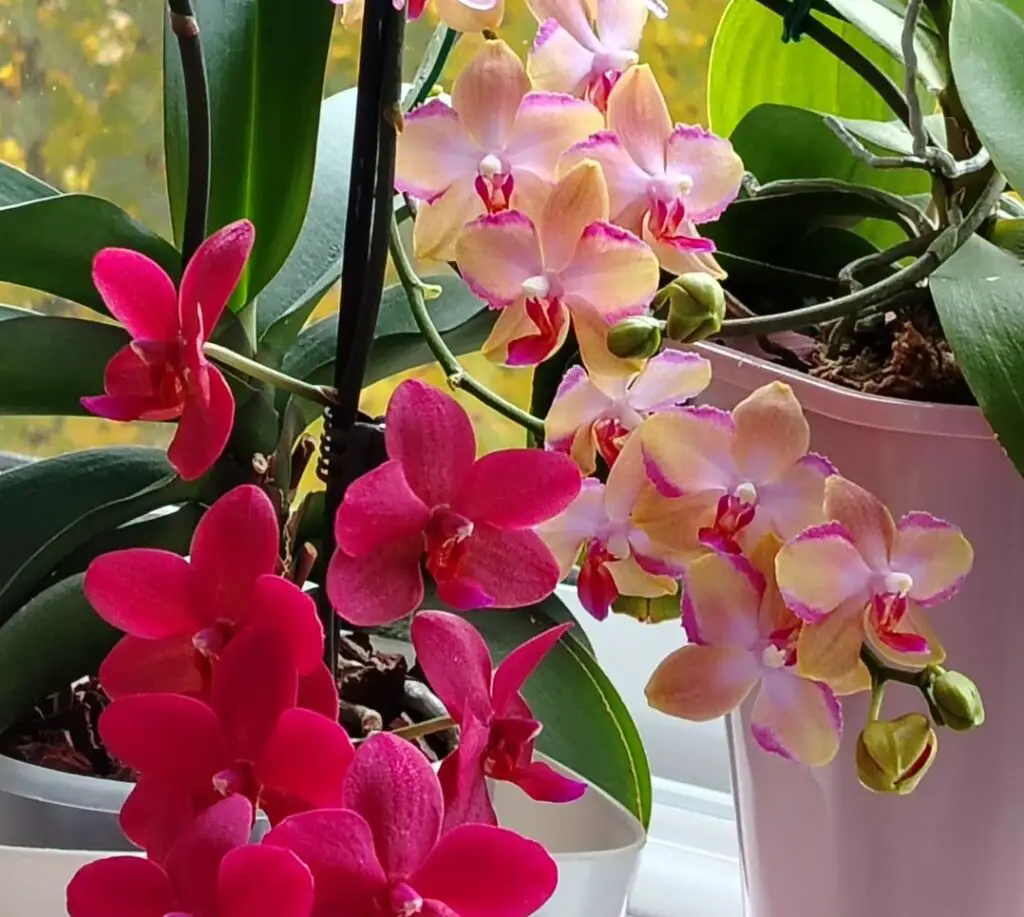 Orchid Facts: 22 Insights No One Told You—Until Now Orchid Facts: 22 Insights No One Told You—Until Now