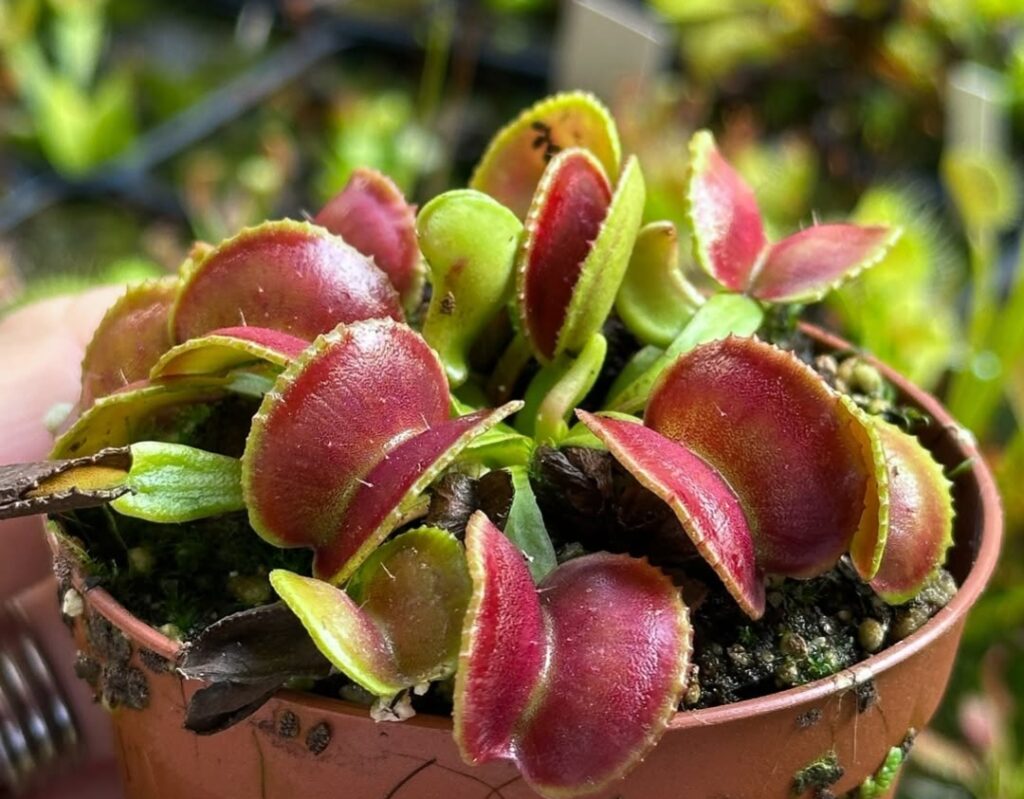 Venus Flytrap Pitcher Plant : Best 10-Step Care Guide