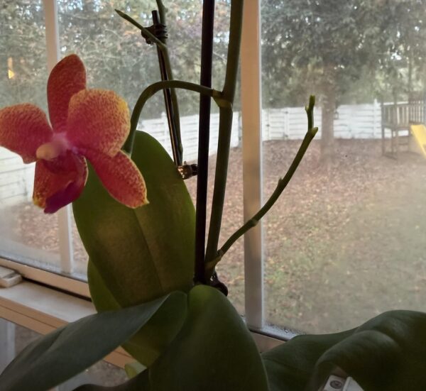 Overwatering vs. Underwatering: problems in orchids how to fix