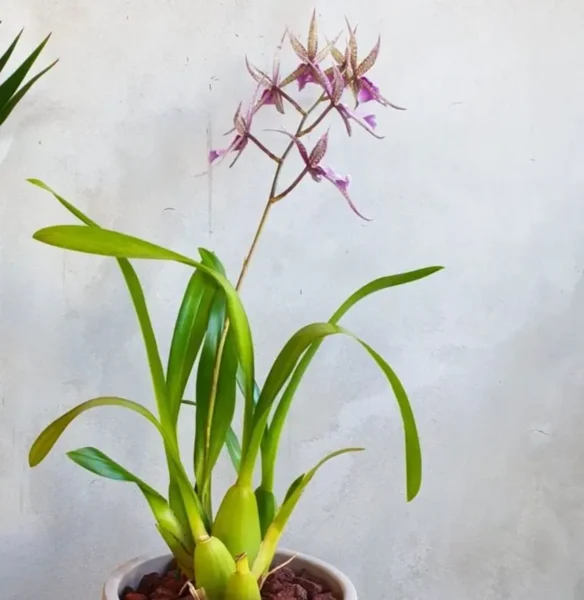 Miltassia Charles M. Fitch: Best 10 Expert Orchid Tips for Beginners