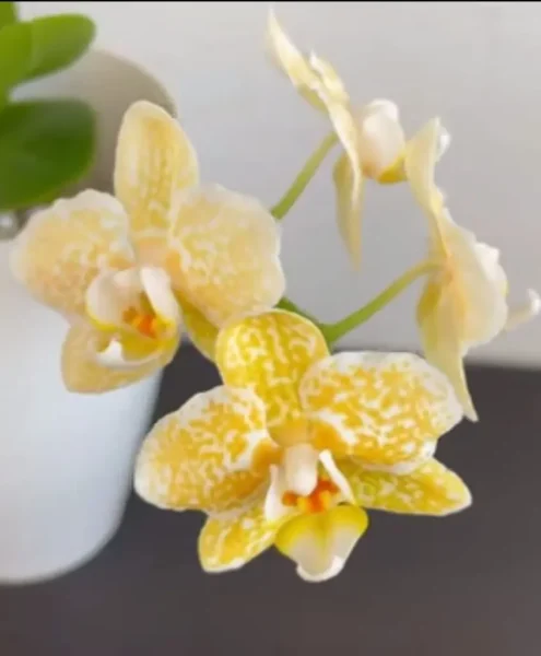 Yaphon Golden Leopard Orchid: 10 Expert Tips You Must Know