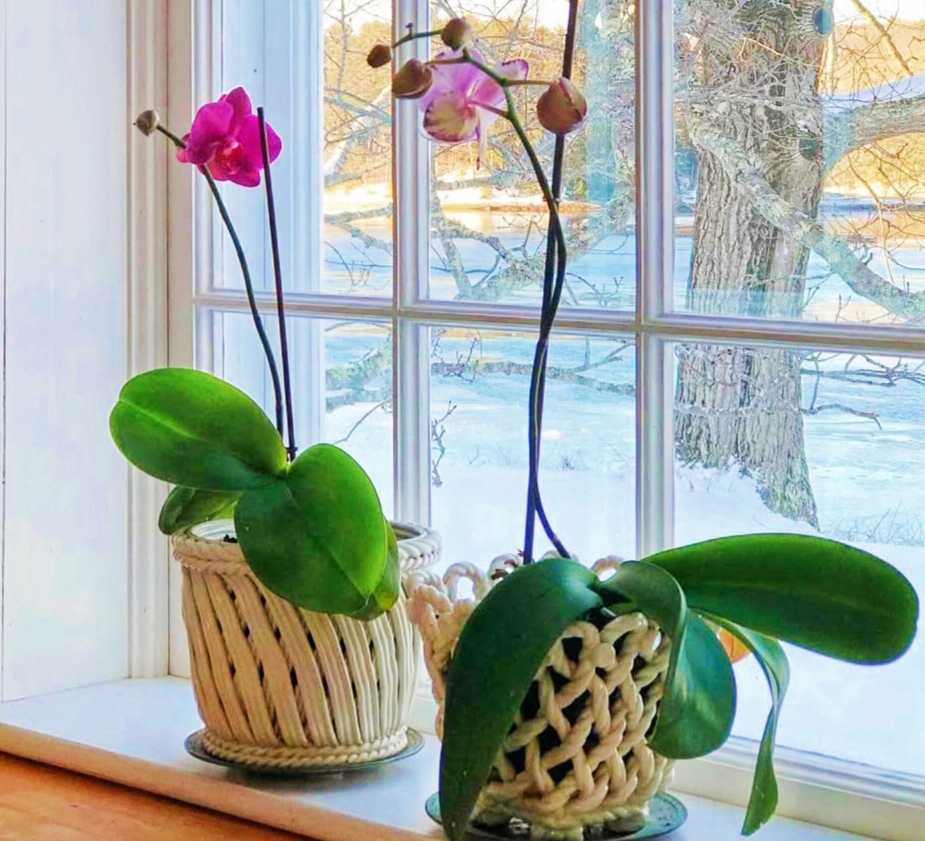 Orchid Care in Winter: 12 Best Places and Essential Tips (Dos & Don’ts) Orchid Care in Winter: 12 Best Places and Essential Tips (Dos & Don’ts)