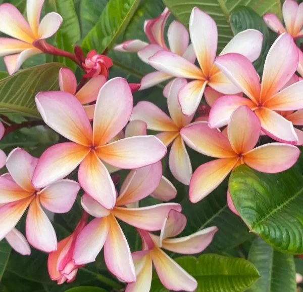 Hawaiian Lei Plumeria: 18 Best Tips on How to Care and Grow