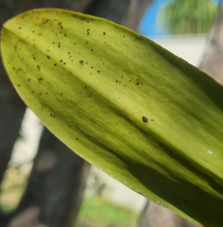 Black Spots on Phalaenopsis Leaves: 17 Best Prevention & Treatment Tips