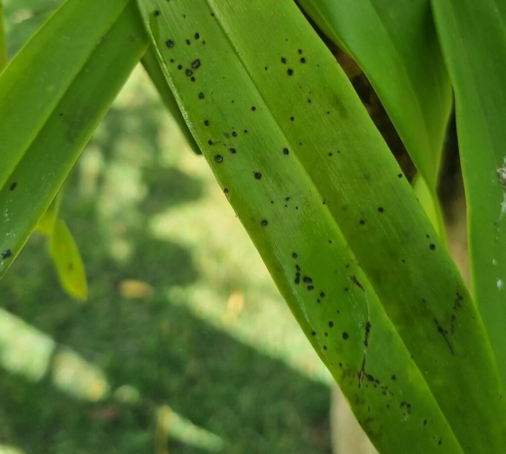 Black Spots on Phalaenopsis Leaves: 17 Best Prevention & Treatment Tips Black Spots on Phalaenopsis Leaves: 17 Best Prevention & Treatment Tips