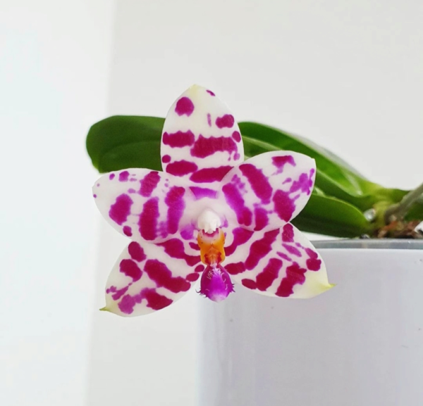 Phalaenopsis K S Super Zebra Orchids: 11 steps Complete Guide