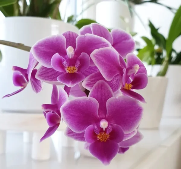 How to Water Orchids: 10 Best Steps for Healthy Growth