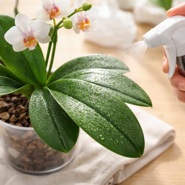 The Best 10 Methods for Cleaning Orchid Leaves