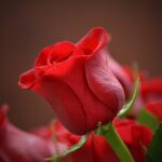 flower-3115353_1280