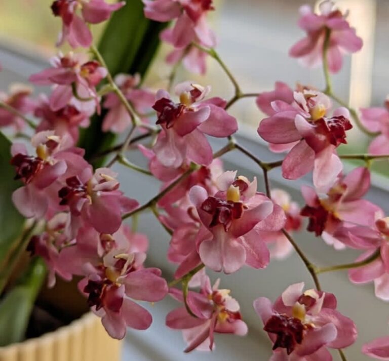 Dancing-lady Orchid: 10 Best Care Tips for Vibrant Blooms