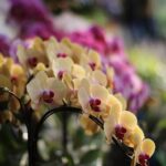 IMG_20250321_150509