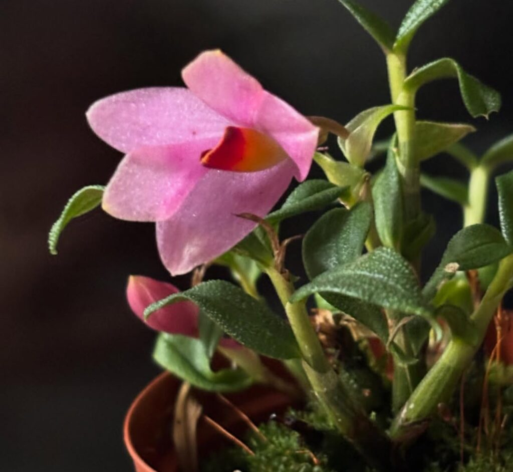 Dendrobium Rainbow Pink: 10 best  Tips For More Blooms