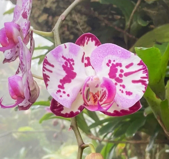 All-Season Orchid Care 101: The Ultimate Year-Round Guide All-Season Orchid Care 101: The Ultimate Year-Round Guide