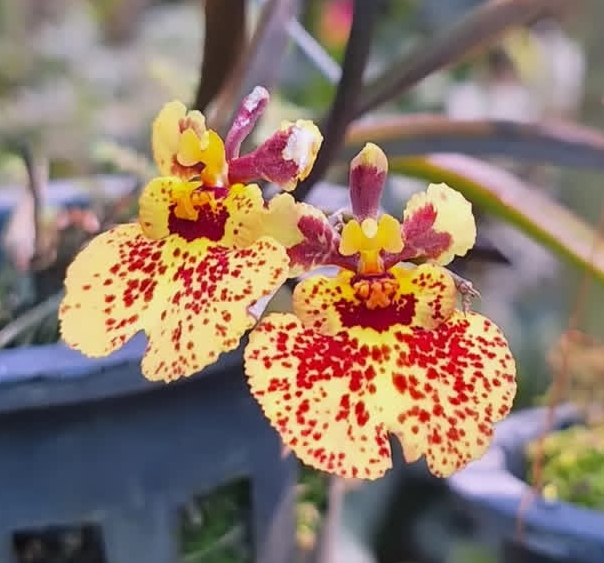 Dancing-lady Orchid: 10 Best Care Tips for Vibrant Blooms