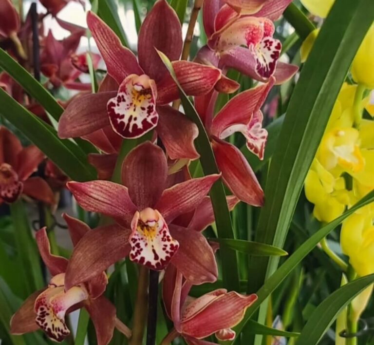 Cymbidium: 10 Expert Ways to Keep It Blooming Longer