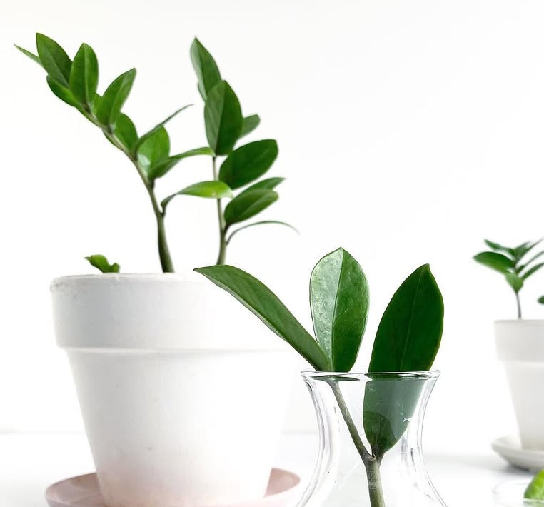 ZZ Plant Varieties: 10 Stunning Types You Must See