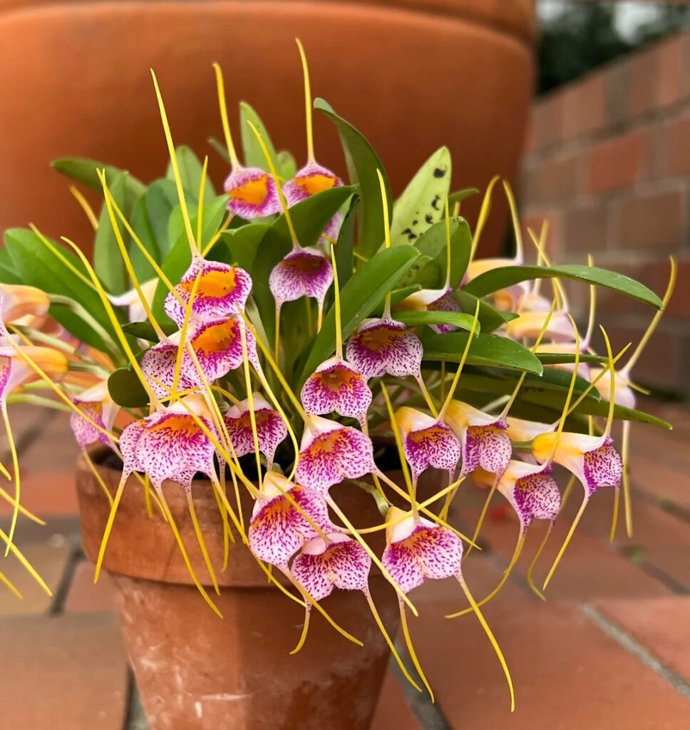 All-Season Orchid Care 101: The Ultimate Year-Round Guide All-Season Orchid Care 101: The Ultimate Year-Round Guide