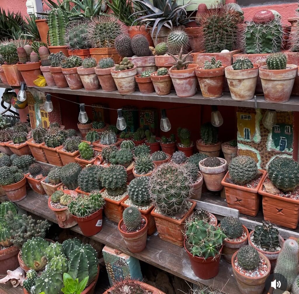 Cactus and Succulents Cactus and Succulents