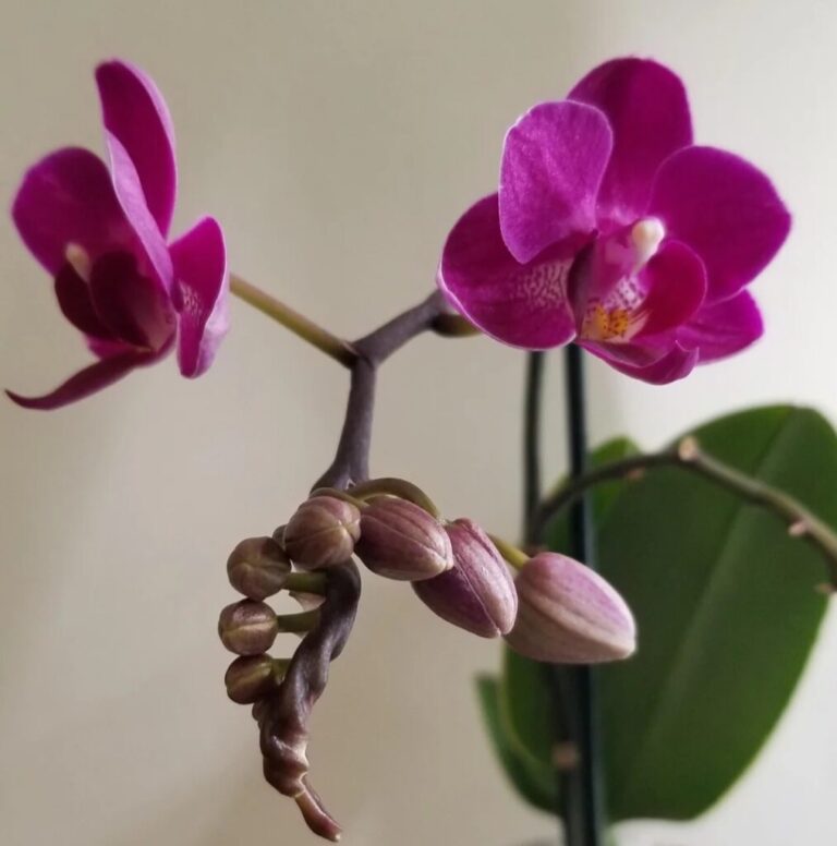 Is Your Orchid Sick? 10 Shocking Diseases and How to Cure Them