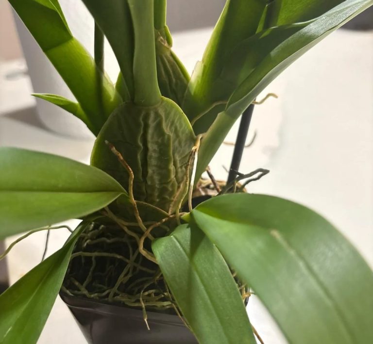 20 Terrifying Orchid Leaf Diseases You Won’t Get the Fixes Anywhere Else!