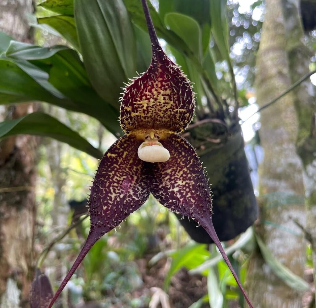 15 Orchid Varieties Beginners Should Avoid (And Why!)