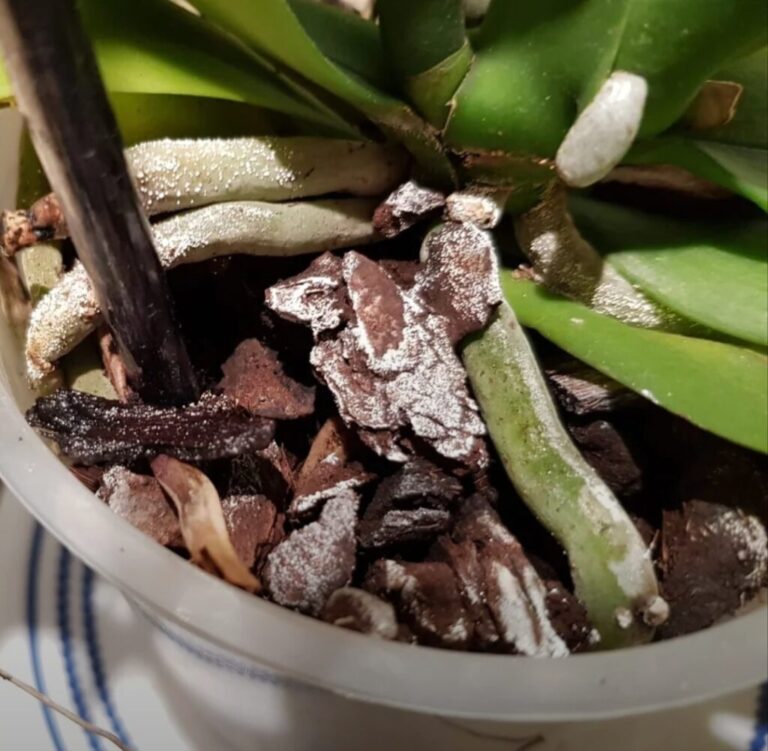 Salt Buildup in Orchids: 5 Powerful Fixes to Save Your Dying Plant