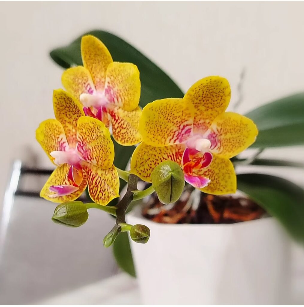 Moisture and Orchids: 10 Shocking Mistakes & Fixes"
