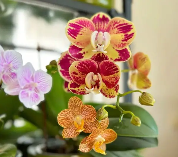 Indoor Orchid Setup: 20 Brilliant Ideas for Small Spaces