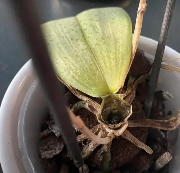 Orchid Crown Rot: 20 Effective Ways to Treat a Damaged Crown Fast