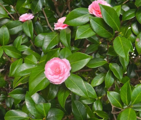 Camellia Flower Arrangement: 20 Best Ideas for Stunning Displays