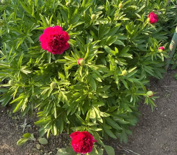 Red Peony Dying? These 20 Fixes Will Save Them