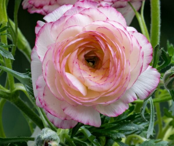 Persian Buttercup Flower: 20 best  Ways to Grow Like a Pro (Even If You’re New)