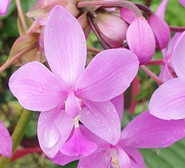 Ground Orchids: 10 Best Secret Methods to Grow from Seeds