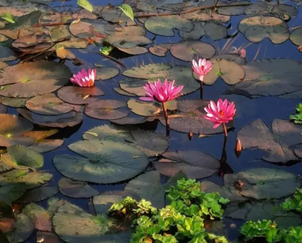 Lotus Flower: 20 Best Facts About Its Beauty & Symbolism