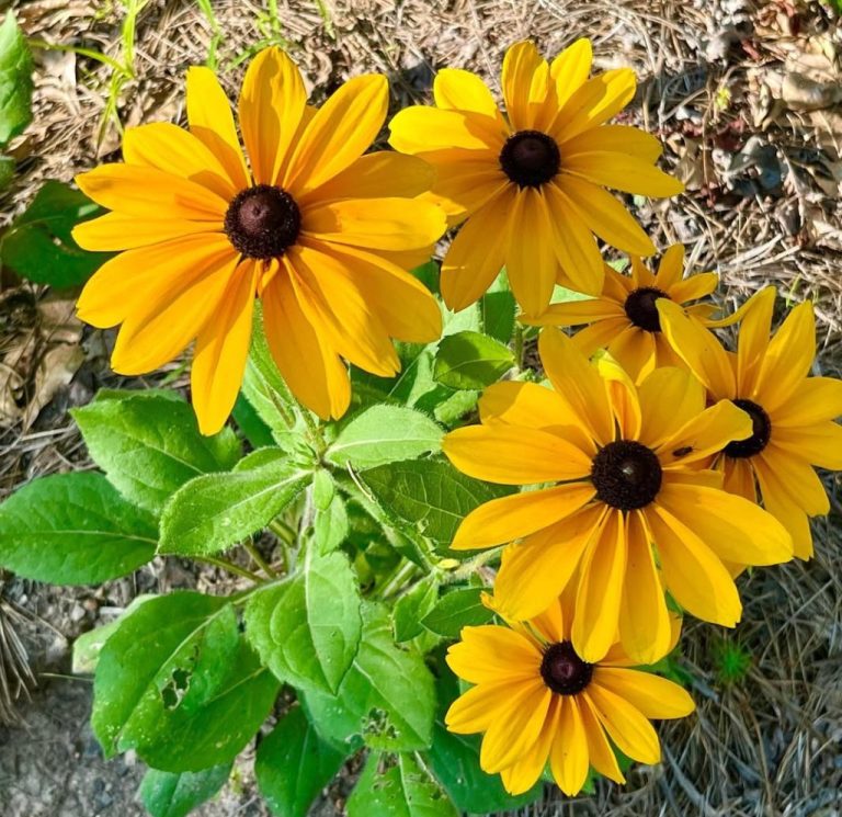 Black Eyed Susan Seeds: The Lazy Gardener’s 20-Step Hack to Success