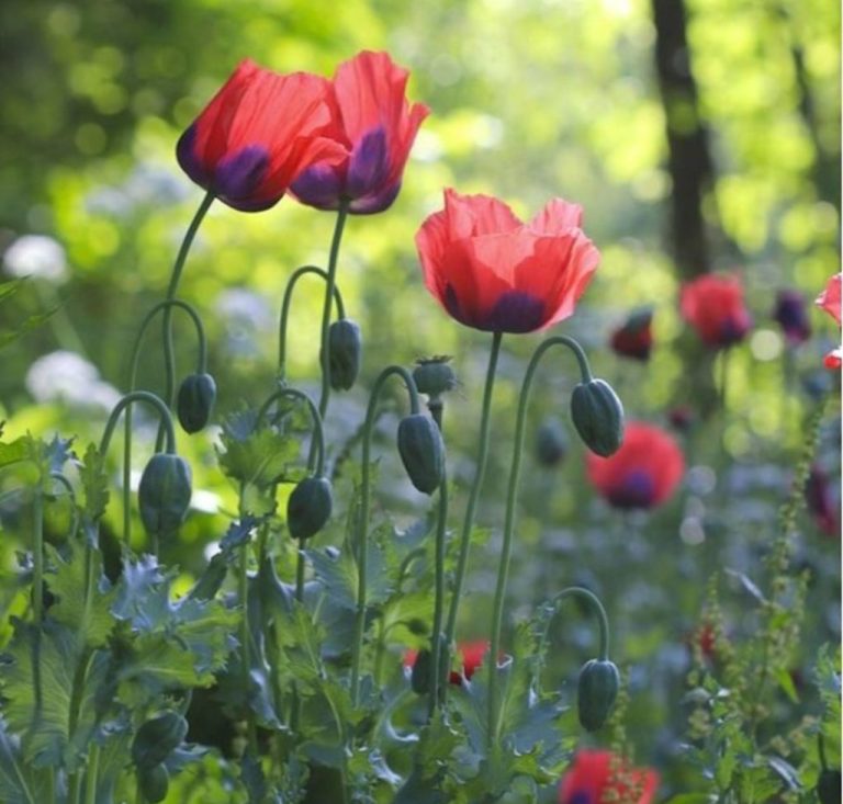 California Poppy Seeds: 20 Best Secrets Revealed!