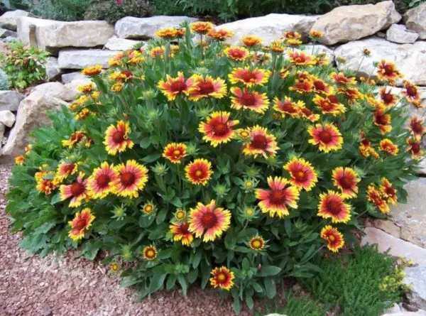 Blanket Flower Gaillardia Pulchella: 20 Best Care Tips for a Beautiful Garden"