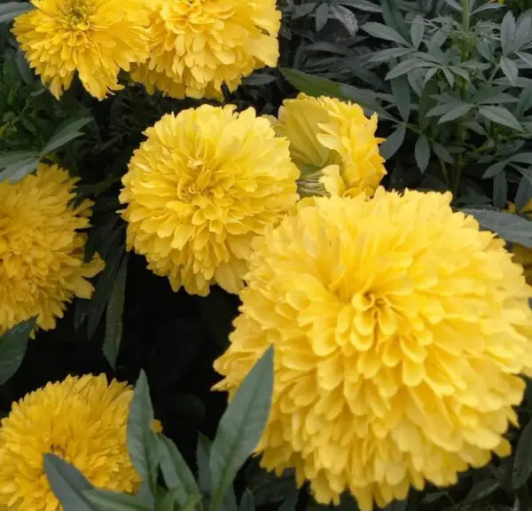 Yellow Marigold: 20 Shocking Tips for Huge Blooms