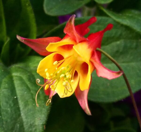 Columbine Flower: 20 Expert Tips for the Best Blooms in Your Garden